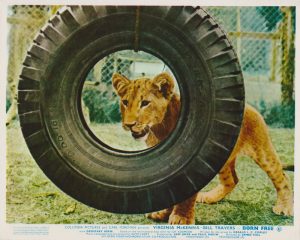 A scene from Born Free (1966)