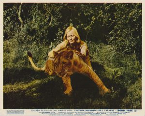Virginia McKenna with a lioness