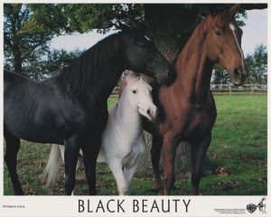 Three members of the equine cast of Black Beauty