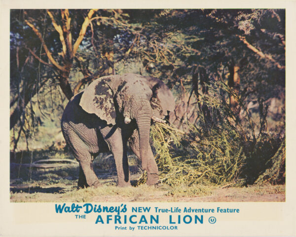 The African Lion (1955)