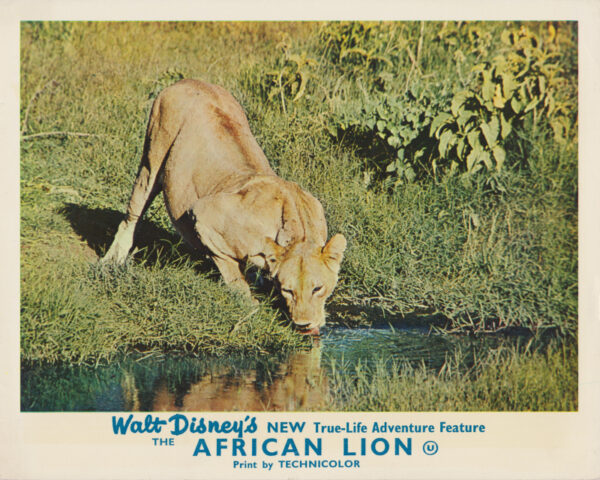 The African Lion (1955)