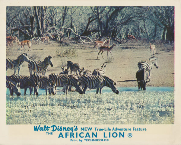 The African Lion (1955)