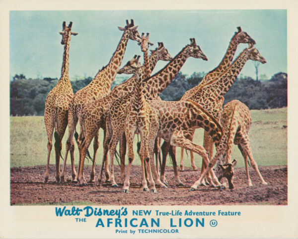 The African Lion (1955)