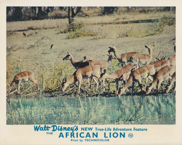 The African Lion (1955)