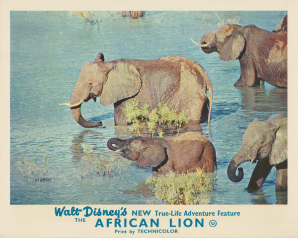 The African Lion (1955)