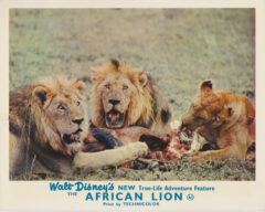 The African Lion (1955) Cinema Lobby Card