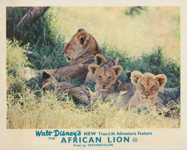 The African Lion (1955)