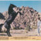 The Black Stallion Returns (1983) USA Lobby Card
